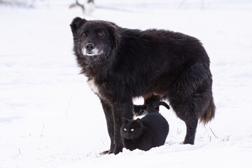 Black cat and black dog in snow