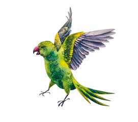 The green parrot. Watercolor illustration. An exotic bird flies with its wings spread. The image is isolated on a white background
