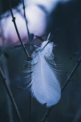Feder im Wind