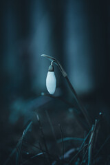 Schneekl&ouml;ckchen