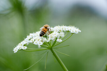 Bee collects pollen for honey from white flower. Anise flower field. caraway flower t. Fresh medicinal plant. Seasonal background. Blooming cumin field background on summer sunny day.