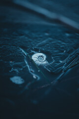 Schnecke Tiefgefrohren