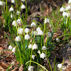 Blühende Märzenbecher, Leucojum vernum, im Frühling