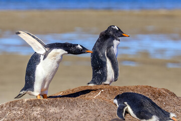 Fototapeta premium Bluff Cove, Falkland Islands, UK