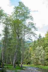 Example of riparian and gallery woodland, with dominant  grey alder (Alnus incana)  Alder trees  provide habitats for terrestrial and aquatic organisms, and help stabilize river banks.