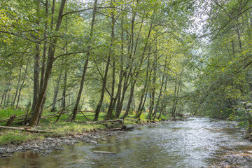 Example of riparian and gallery woodland, with dominant  grey alder (Alnus incana)  Alder trees  provide habitats for terrestrial and aquatic organisms, and help stabilize river banks.