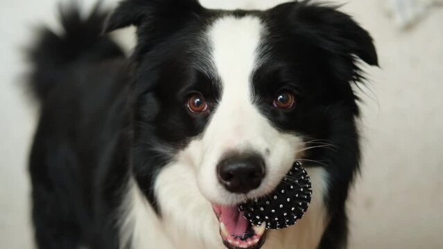 Pet activity. Funny puppy dog border collie holding toy ball in mouth at home indoors. Purebred pet dog wants to playing with owner. Love for pets friendship companion concept
