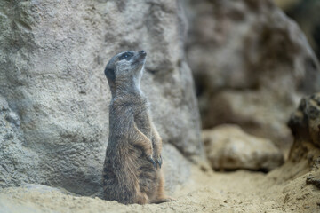 Meerkat (suricata suricatta) wildlife animal standing upright, looking up.