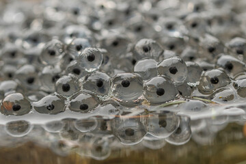 Spawn of eggs from Rana temporaria, the common frog