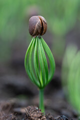 Small saplings of Pinus cembra pine from a pine tree nursery. Mountain pine or alpine pine saplings.  