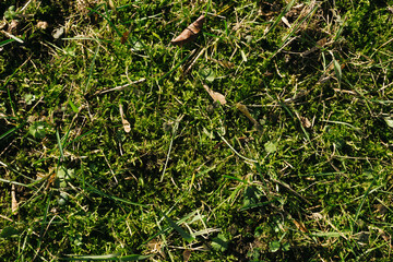 Green moss closeup texture. Moss in sunlight. Forest ground macro background. Moss growing on stone. Turf texture. Foliage green plant pattern. Lichen detailed macro backdrop.