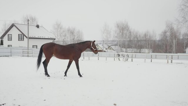 A brown horse walks around the winter stadium. Racehorse, morning exercises. The horse walks on a snow-covered field.