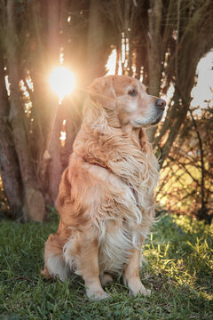 Golden Retriever sentado de perfil en la hierba mirando a su izquierda con el sol a su espalda