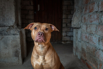 Portrait of a kind pit bull terrier in the basement of a residential building.