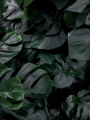 Fototapeta na wymiar Monstera green leaves in dark tones, laves background