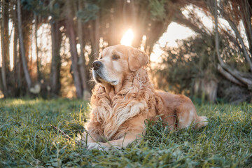 Golden Retriever acostado en la hierba mirando con atención