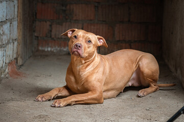 Portrait of a kind pit bull terrier in the basement of a residential building.