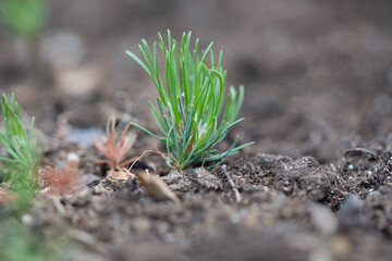 Pinus mugo, known as bog pine, creeping pine, dwarf mountain pine, mugo pine, mountain pine, scrub mountain pine, or Swiss mountain pine.
