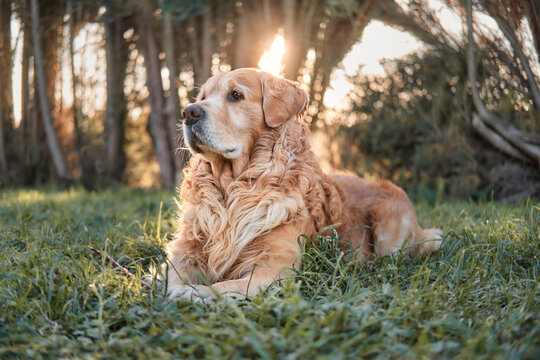 Golden Retriever en la hierba con la luz del sol a su espalda.