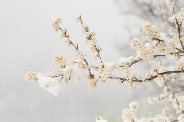 Late snow on a plum tree flower branch. Late snow can affect trees.