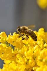 Honey bee collecting pollen at yellow flower. Close up of honey bee pollinate yellow flower, summer and spring backgrounds