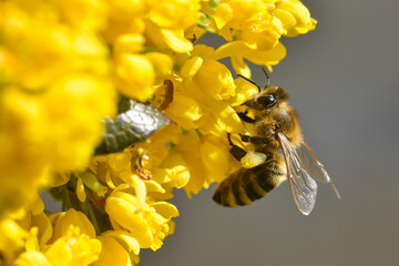 Honey bee collecting pollen at yellow flower. Close up of honey bee pollinate yellow flower, summer...