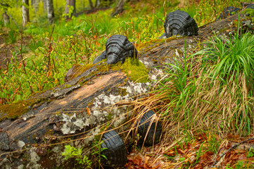 Dead wood is very important in the ecosystem because it represents both food and habitat for various species, tree, forest