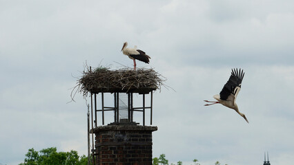 White stork flying from the nest