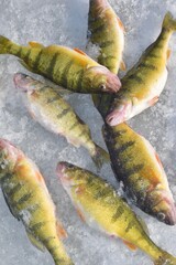 A catch of perch on the ice 