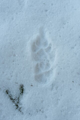  Wolf footprints in snow. Large carnivore snow tracking, Wolf trail on snow. Wolf snow tracking