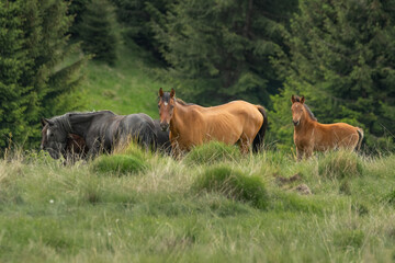 A stud of  free horses on an alpine pasture grazing fresh grass.