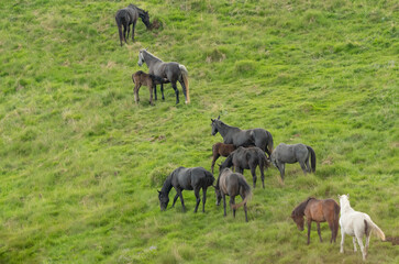 Naklejka na ściany i meble A stud of free horses on an alpine pasture grazing fresh grass.