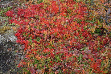Alpine bearberry in red autumn colors