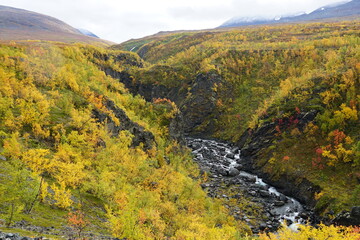 Canyon with flowing water and mountain birch in autumn colors
