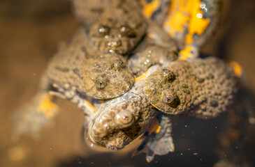 close up of yellow-bellied toad  amplexus on a small pond during matting season
