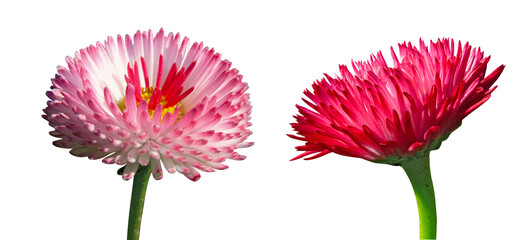 Pâquerette bellis perennis