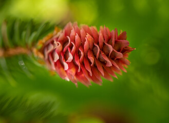 Spruce tree (Picea abies) cones represents the female flowers.