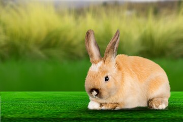 Small cute rabbit or bunny sitting on green grass
