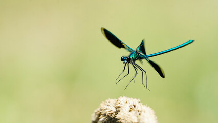 Banded demoiselle landing on grass