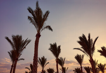 Fototapeta na wymiar Palm trees silhouettes at sunset, color toning applied.