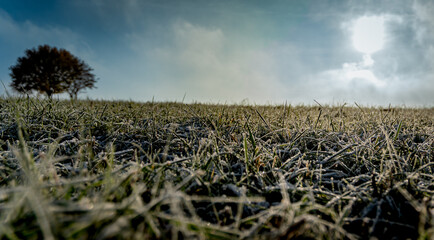 field in the morning with frozen grass