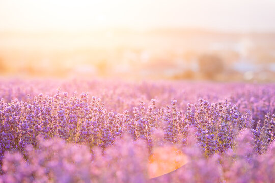 Lavender bushes closeup on sunset. Sunset gleam over purple flowers of lavender. Provence region of France. © Kotkoa