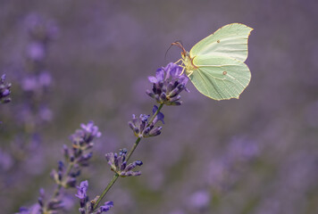 A butterfly on a lavender flower