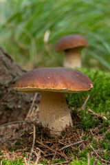 Boletus edulis in an edible and very tasty mushroom also known as Porcini. Can be prepared on different dishes.
