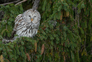 An Ural owl (Strix uralensis) on a spruce tree branch