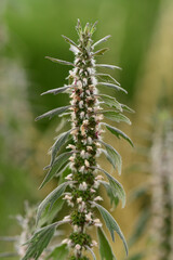 Leonurus cardiaca, known as motherwort, is an herbaceous perennial plant in the mint family, Lamiaceae.