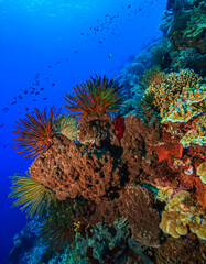 Naklejka premium Coral reef South Pacific