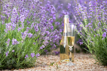 Glass of champagne in a lavender field. Violet flowers on the background.