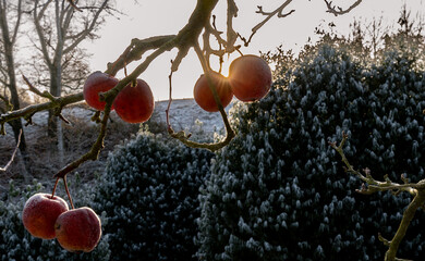 apples on a tree in winter