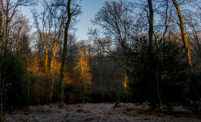 Fototapeta premium winter forest in the morning